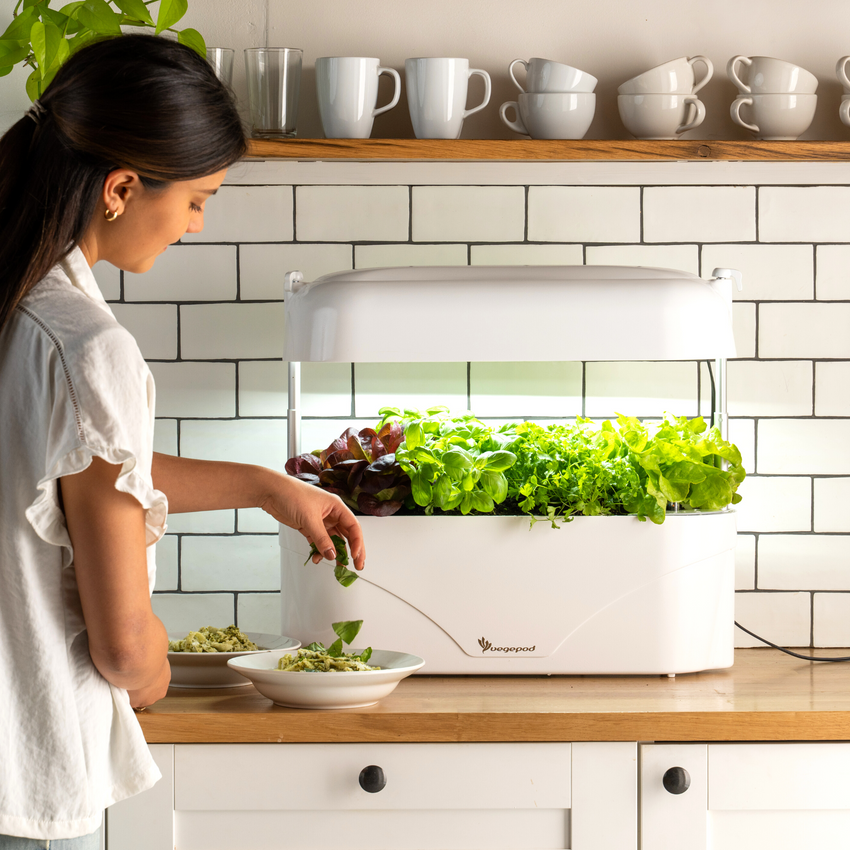 Garnishing dish with Kitchen Garden herbs