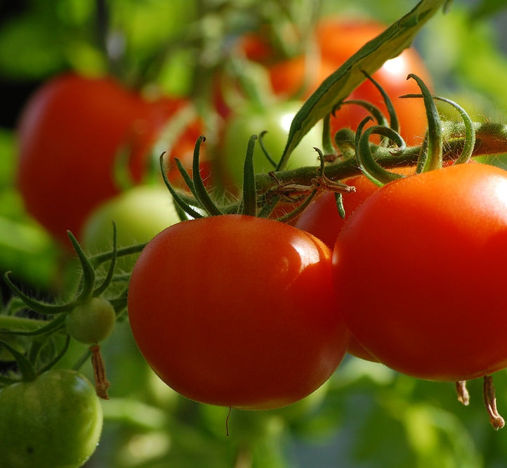 What To Grow In Summer