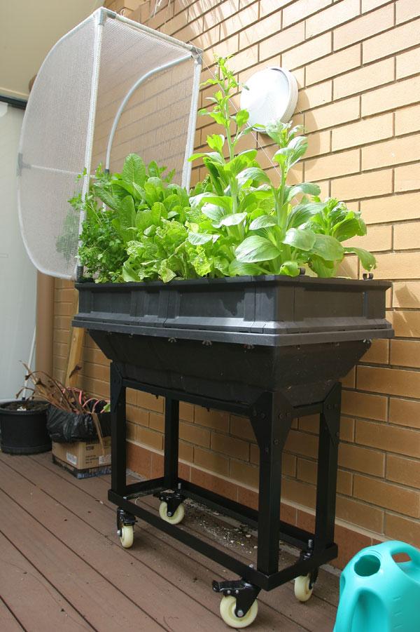 Small Vegepod on trolley wheels growing lettuce